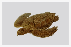 Prehistoric Turtle Shower Curtain #1560702