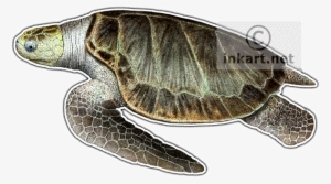 Olive Ridley Sea Turtle Decal - Sea Turtles Of The World 60" Curtains #1560872