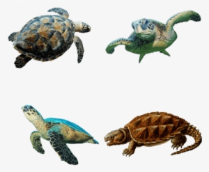 Sea Turtle No Background #1560901