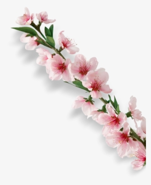 Exquisite Fashion Pink Cherry Blossom Decoration Vector - Advertising #1562184