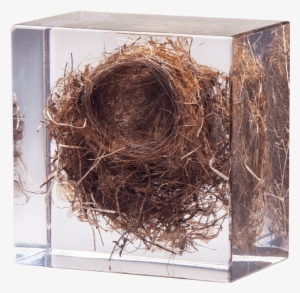 Caliology Xiii - Linnet - Nest #1565182