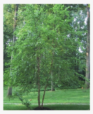 Betula Nigra 3789 Betula Nigra 3790 Betula Nigra - River Birch #1567771