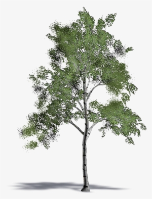 White Birch - Mexican Pinyon #1567870