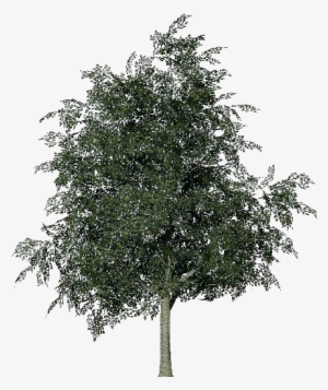 3d Trees - Birch - Arbre Bouleau Png #1568158