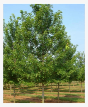 Are Maple Holly, Weeping Willow, And Birch Trees - Autumn Blaze Maple Tree #1568304