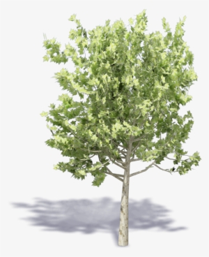 3d Viewview - Plane Trees #1568391