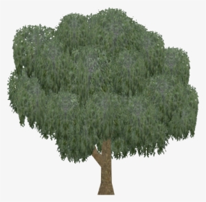 Willow - Mexican Pinyon #1568414