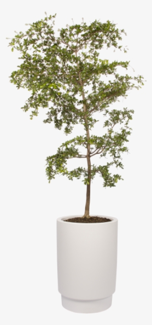 Home > Collection > Pure Grade High - White #1568434