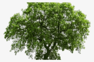 Arbre Png #1568457