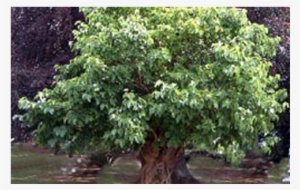 History - Bank Of America #1568499