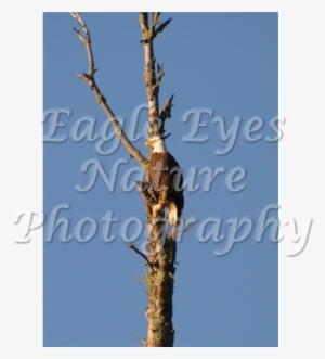 Go To Custom Orders - Pond Pine #1568587