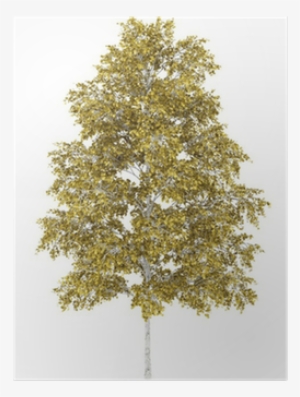 European White Birch Tree Isolated On White Background - Birch #1568723