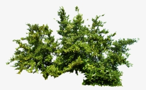 Bushes Png #1568741