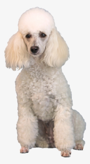 Miniature Poodle Cards - Poodle Transparent #1568766