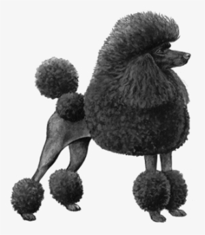 Toy Poodle - B&w - Miniature Poodle Dog Counted Cross Stitch Pattern #1568833