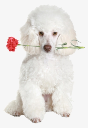 2011 Brazzil Dazzle Poodles - Poodle Png #1568855