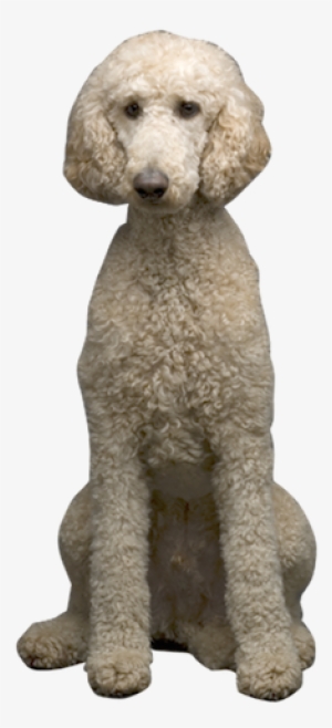 Jpg Stock Get Well Cards Sloppy Kiss Why Choose - Standard Poodle #1568957