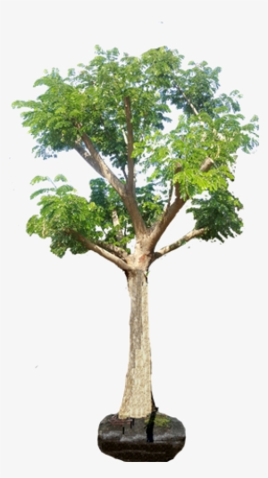 Albizia Julibrissin - River Birch #1568958