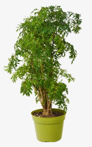 Aralia Ming Stump Plant - Polyscias Fruticosa #1568982 Aralia Ming Stump Plant - Polyscias Fruticosa #1568982