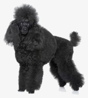 The American Kennel Club Maintains The Breed Standard - Black Poodle Png #1568988