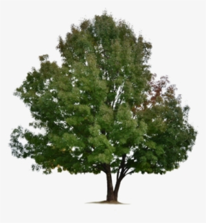 Tree Png By Ivaxxx-d8hocrc - Stock Photography #1569007