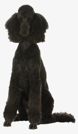 Beds, Collars And Accessories - Black Poodle Transparent #1569034