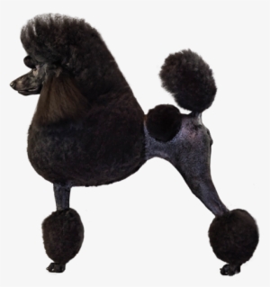 Poodle Breed Course - Poodle #1569173