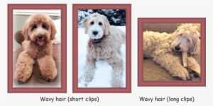 Poodle Clip Labradoodle - Curly Vs Wavy Goldendoodle #1569394