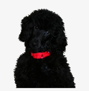 If This Is Something You Think You May Be Interested - Dog #1569420