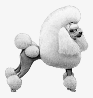 Miniature Poodle - B&w - Miniature Poodle #1569462