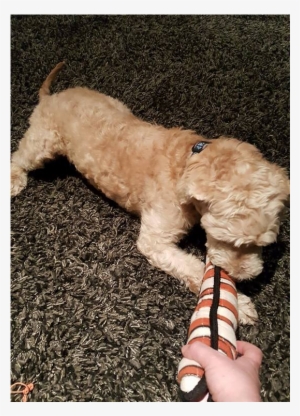 Goldendoodle #1569632