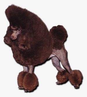Chocolate Toy Poodle - Poodle #1569839
