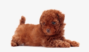 Cute Dogs That Dont Shed #1569894