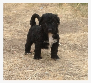 S Standard Poodles & Doodles - Dog #1569896