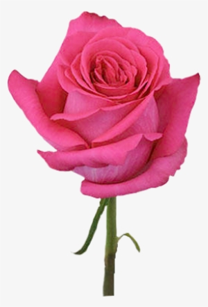 Pink Floyd - Dark Pink Rose Png #1571013