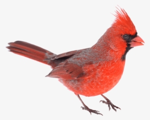 Cardinal-png - Northern Cardinal #1571043
