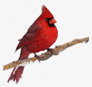 Cardinal - Cardinal With Transparent Background #1571045