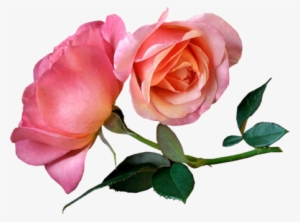 Pink-roses - Sweetheart Good Morning Love #1571223