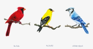 Pause - Northern Cardinal #1571227