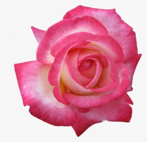 Pink Rose Clipart Transparent Png - Pink Rose Icon #1571418
