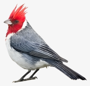 Red-crested Cardinal - Kardinális Pinty #1571535