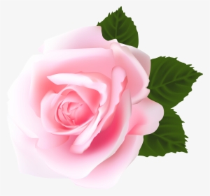 Pink Rose Png Vector #1571641