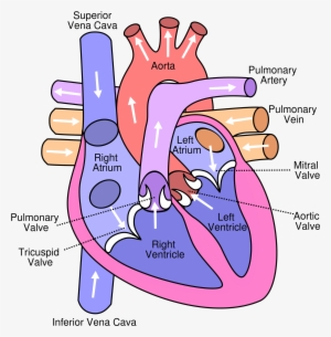 Diagram Of The Human Heart - Diagram Of The Heart #1571905