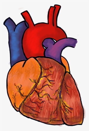 Human Heart Png File #1571908