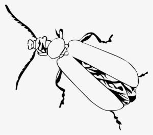 Big Image - Beetle #1571954