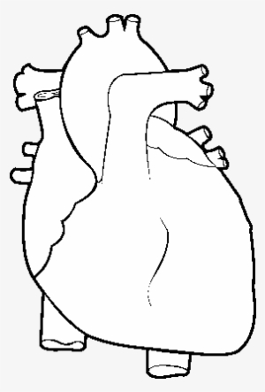 Human Heart Coloring Page - Molde De Corazon Humano #1572359
