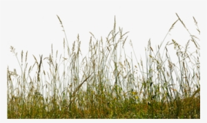 Cut Out People, Tree Sketches, Adobe, Grass, Presentation, - Adobe Photoshop #1574811