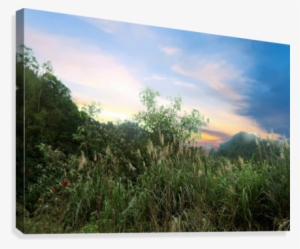 Grass Field Canvas Print - Printing #1574894