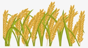 15 Grain Field Png For Free Download On Mbtskoudsalg - Rice Crop #1574922