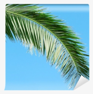 Palm Branch On Background Of Blue Sky Wall Mural • - Blue #1575004